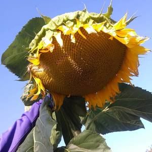 Meet your Posher, Jeffrey s